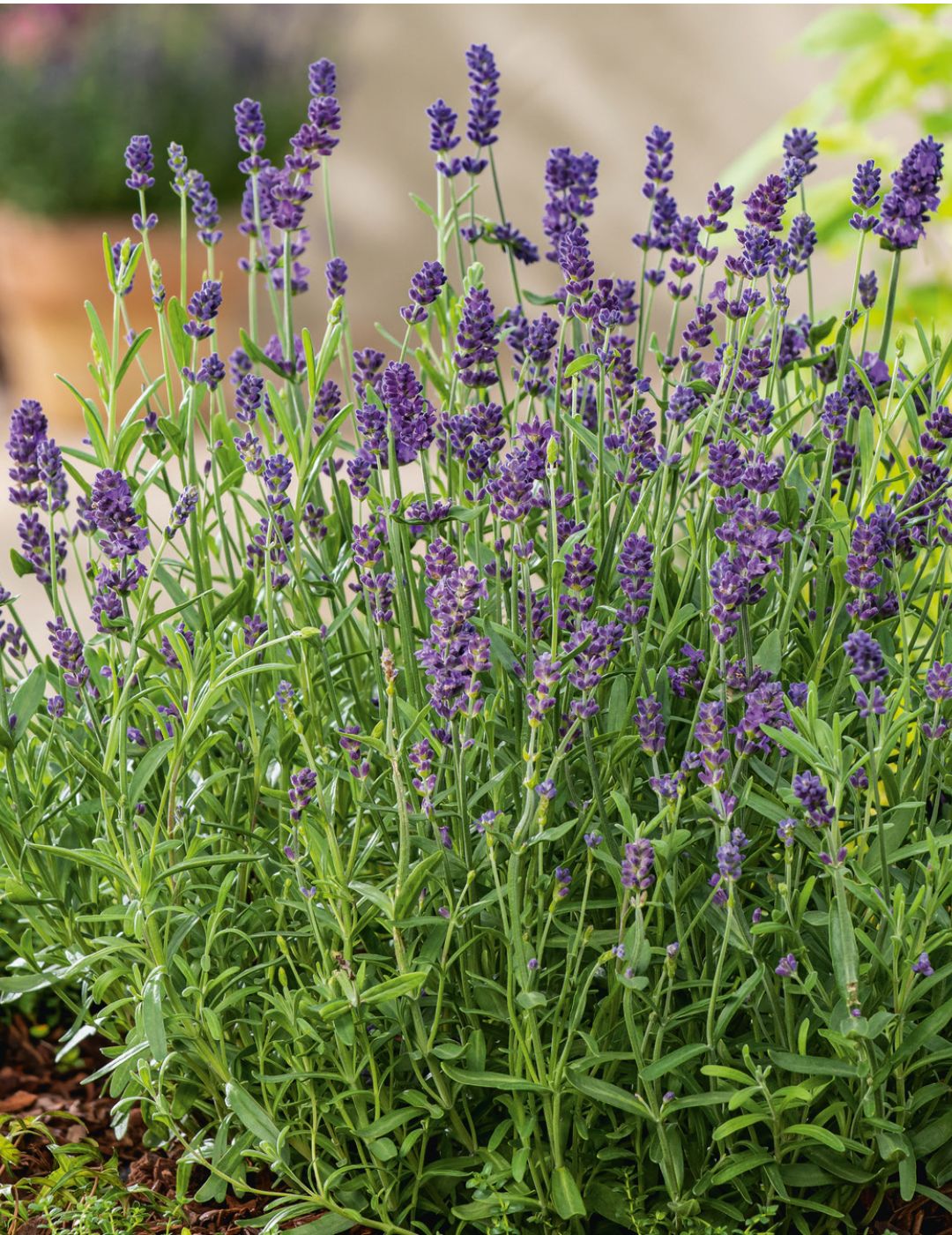 English Dwarf Lavender