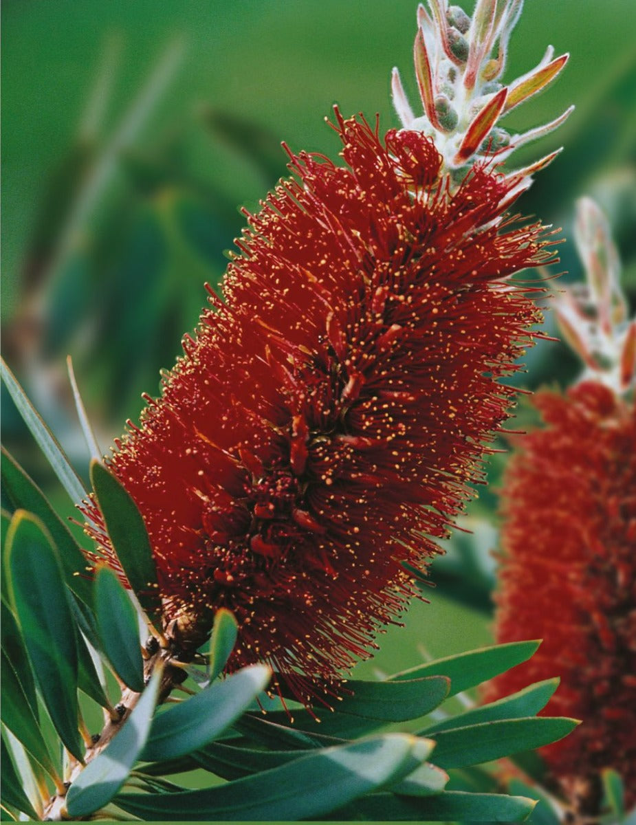 Albany Bottlebrush WILDFLOWER seeds - NOT AVAILABLE TO WA/TAS/SA