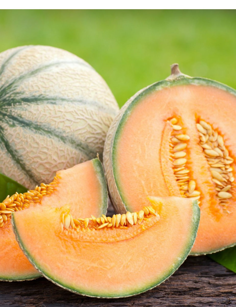 Rock Melon Planters Jumbo Seeds