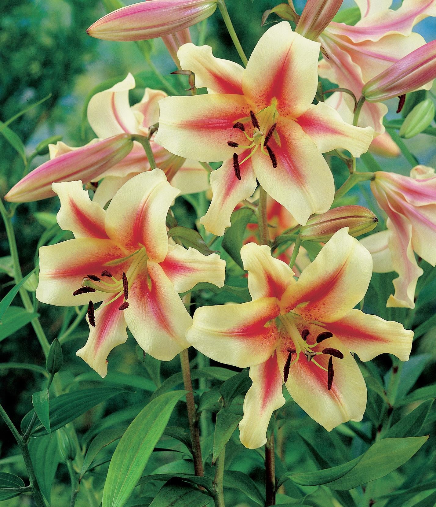 Oriental Trumpet Lily Bonbini (season:Aug-Sep)