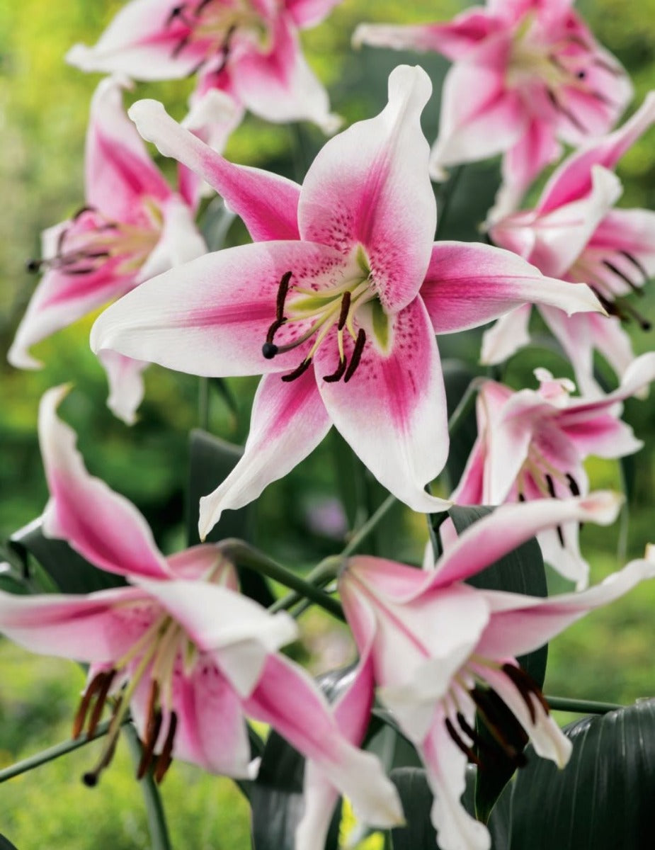 Oriental Trumpet Lily Anastasia (season:Aug-Sep)