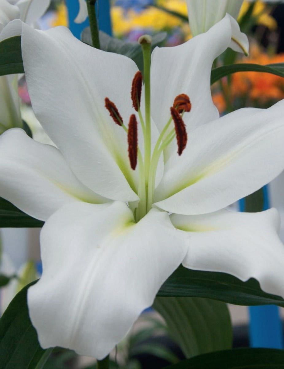 Oriental Trumpet Lily Zambesi (season:Aug-Sep)