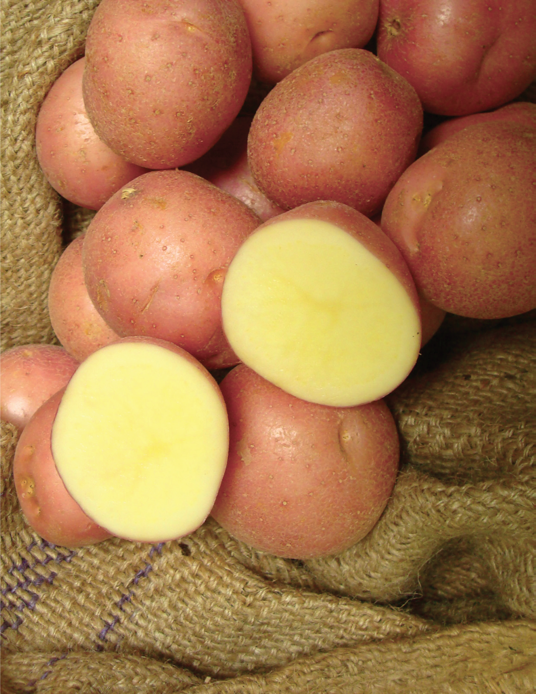 Potato Otway Red 1kg bag