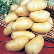 Potato Nicola 1kg bag