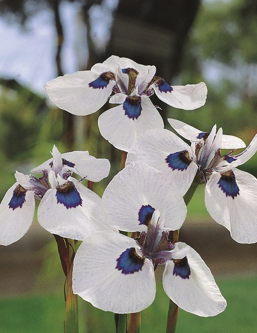 Iris Peacock Bulbs