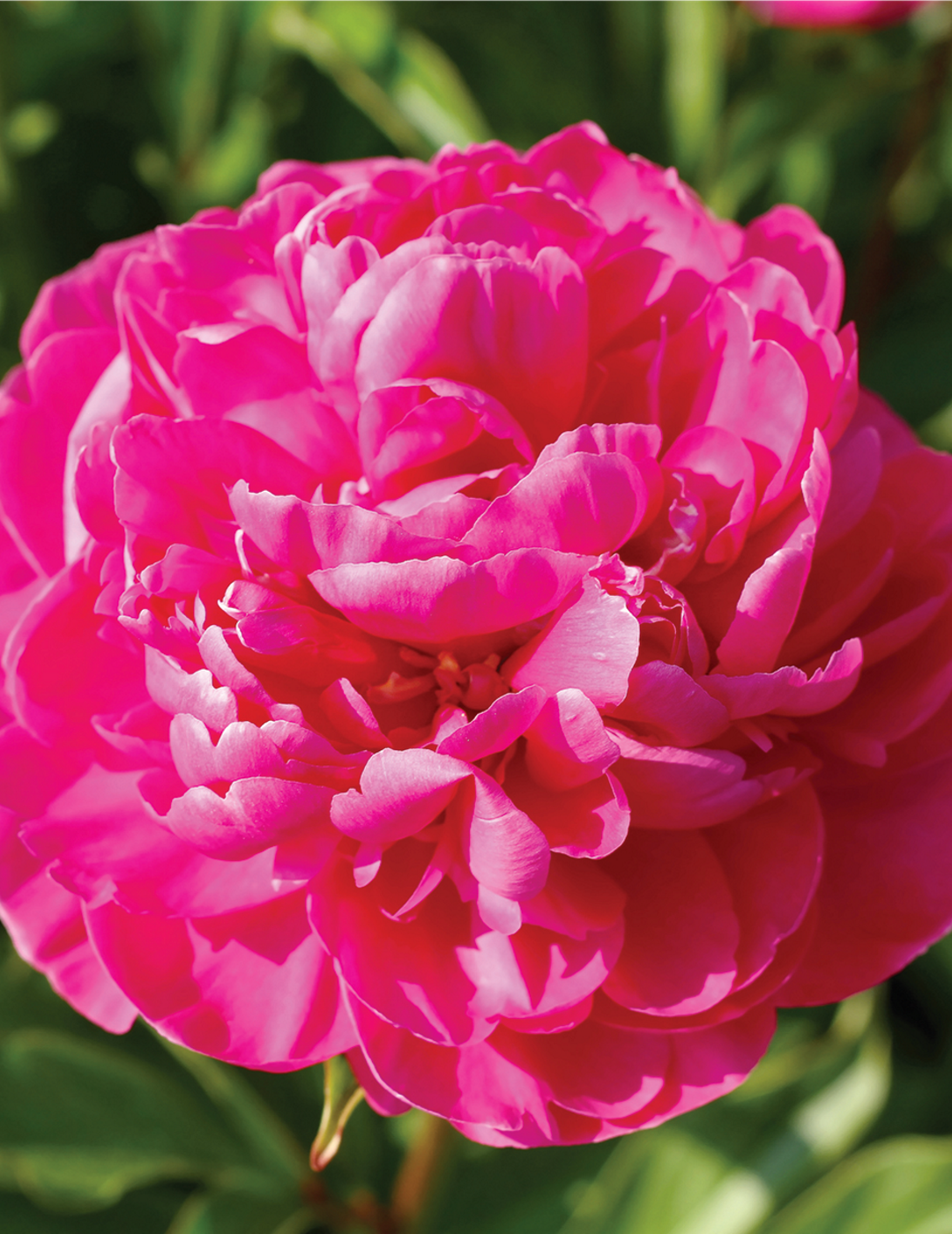 Peony Rose Felix Supreme (season: Winter)