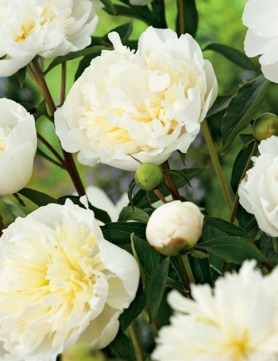 Peony Rose Ladybird (Season: Winter)