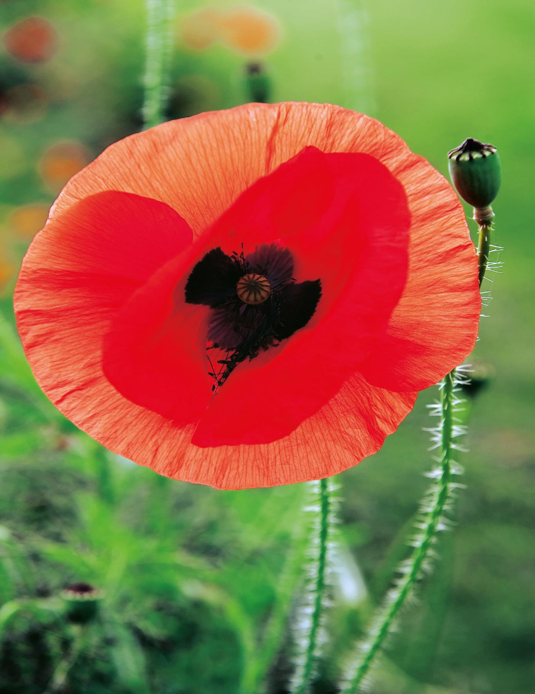 Poppy Flanders Red Remembrance