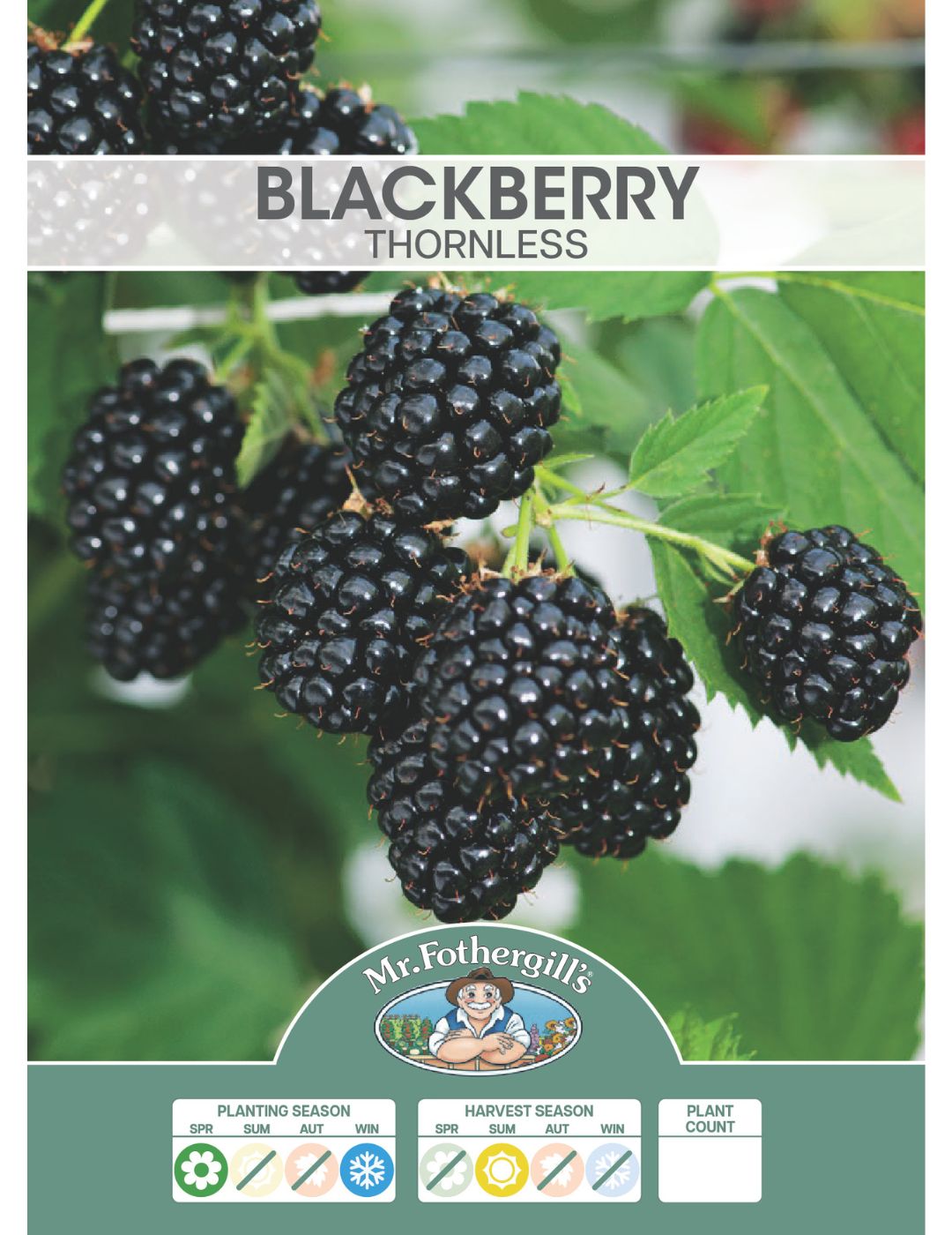 Blackberry Thornless