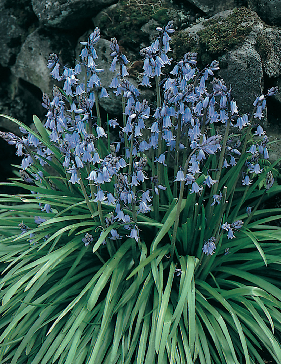 Scilla Blue Bells Bulbs