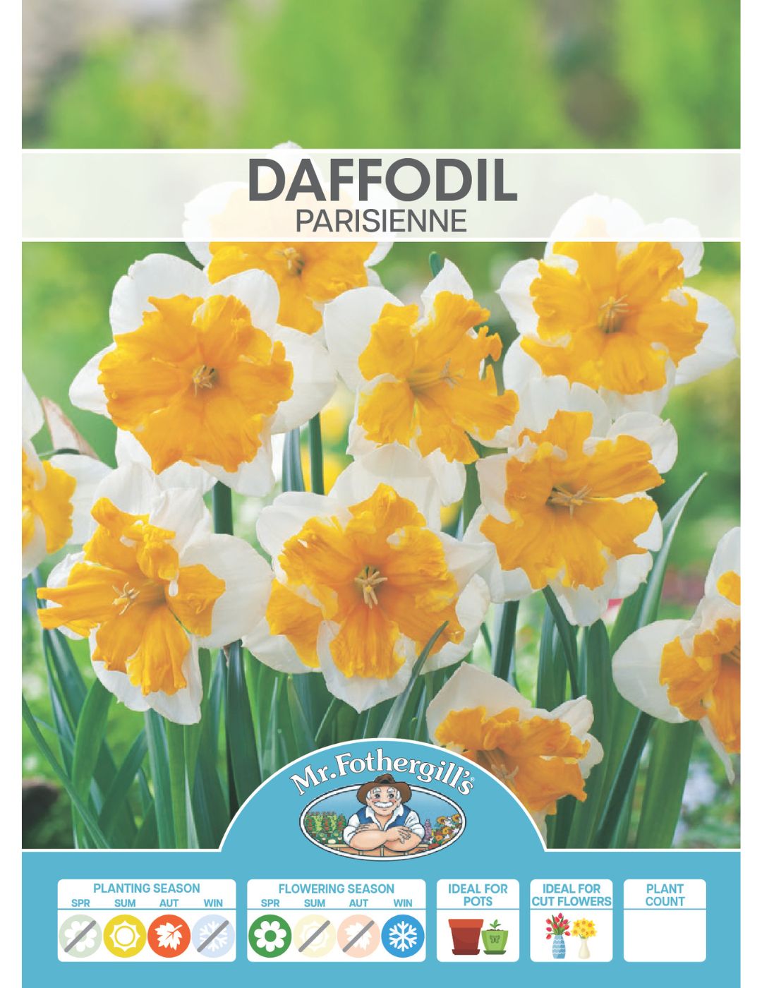 Daffodil Parisienne