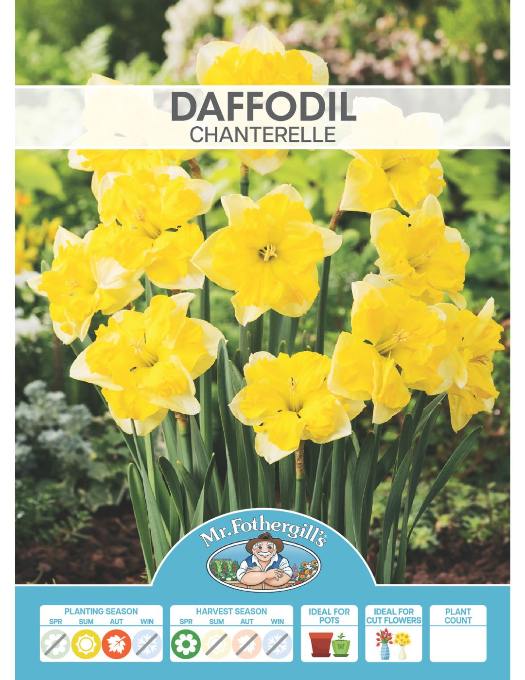 Daffodil Chanterelle