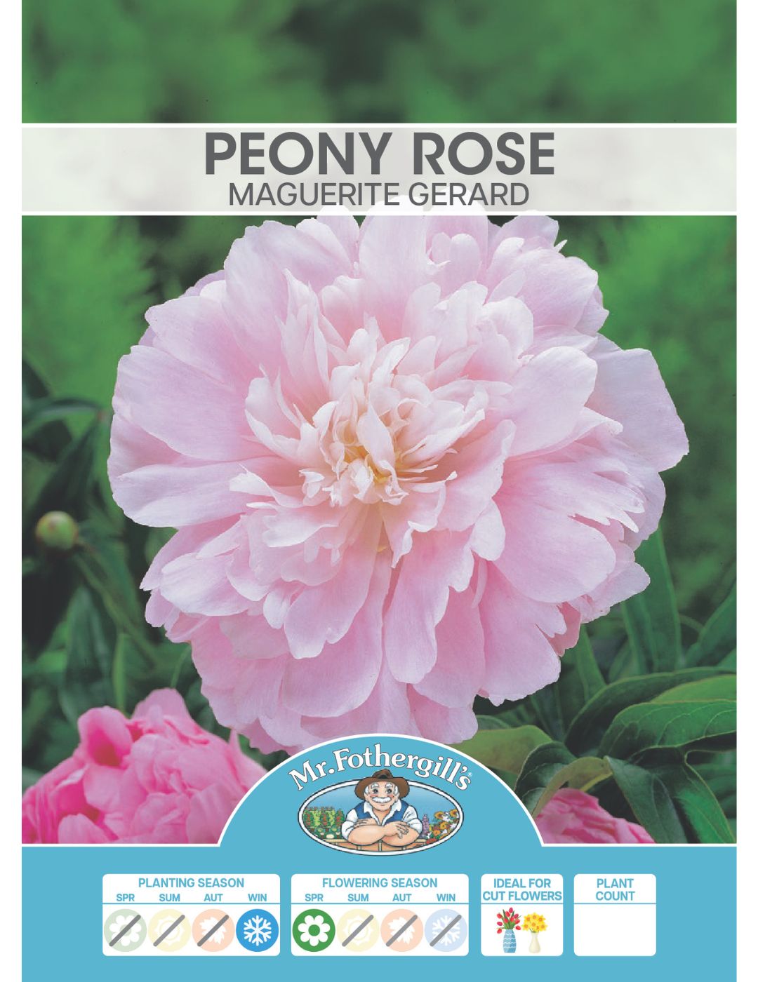 Peony Rose Marguerite Gerard (Season: Winter)