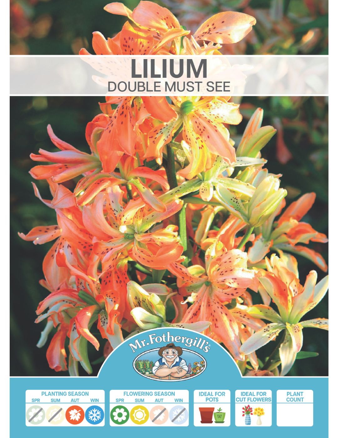 Lilium Double Must See (Season: Aug-Sep)