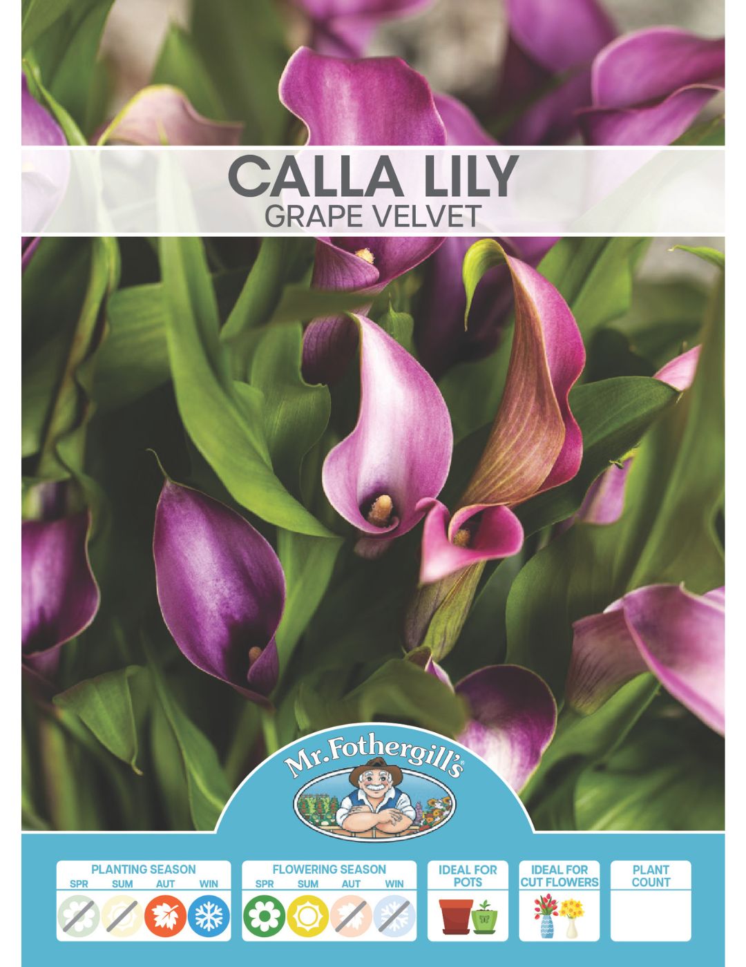 Calla Lily Grape Velvet (Season:Aug-Sep)