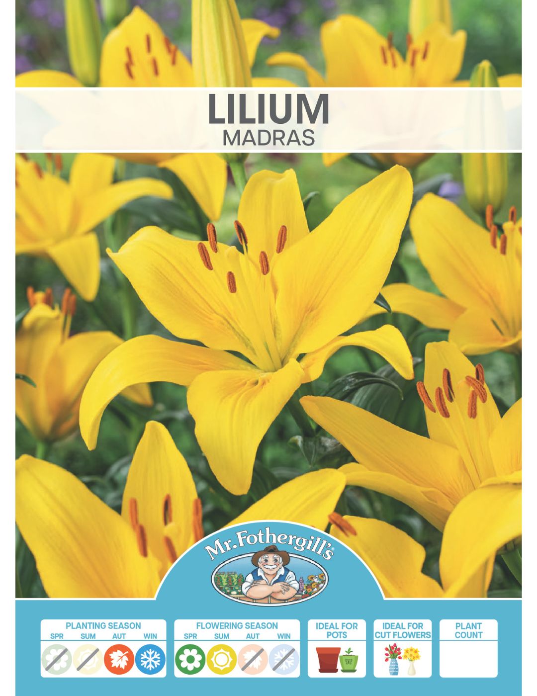 Lilium Madras (Season: Winter)