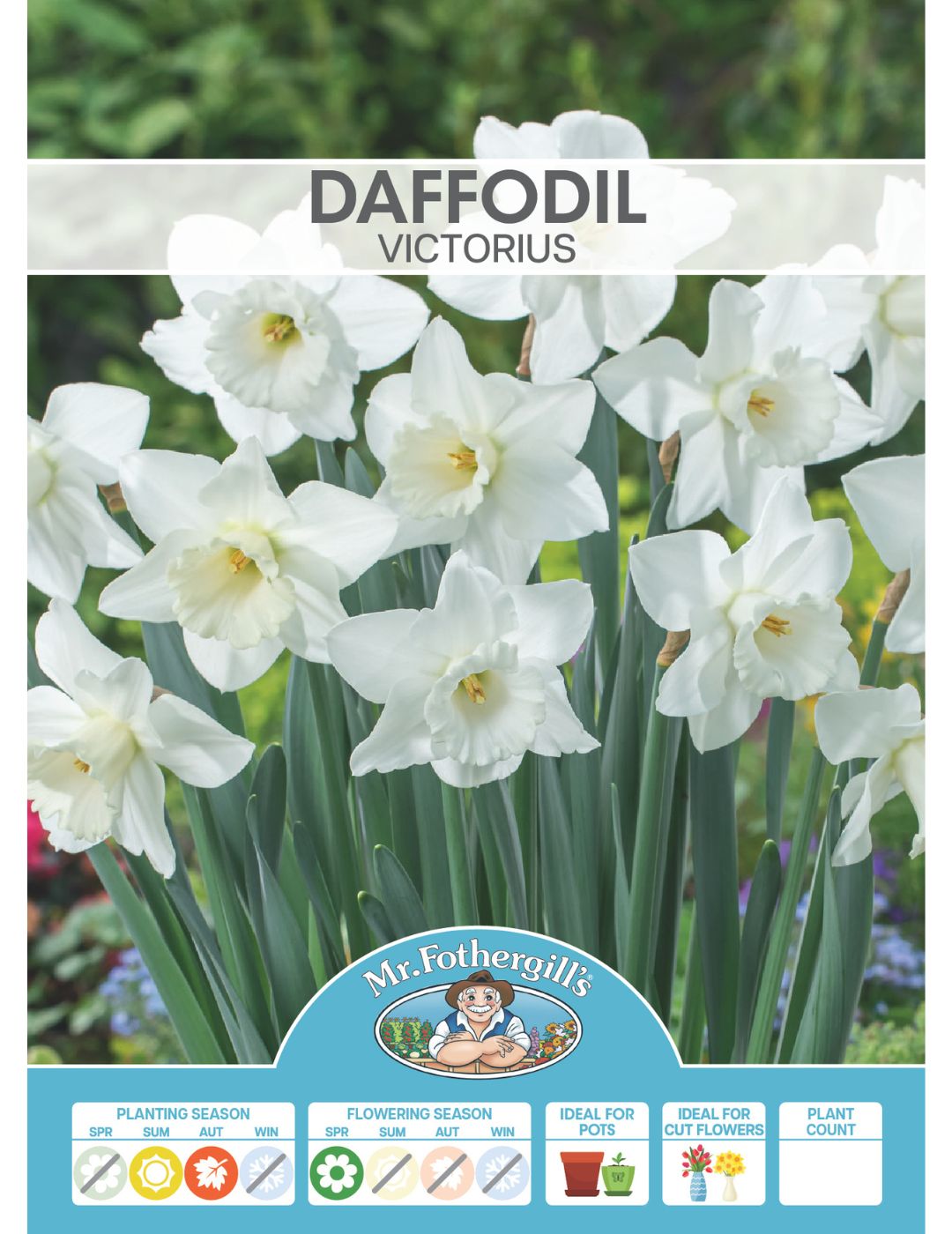 Daffodil Victorious