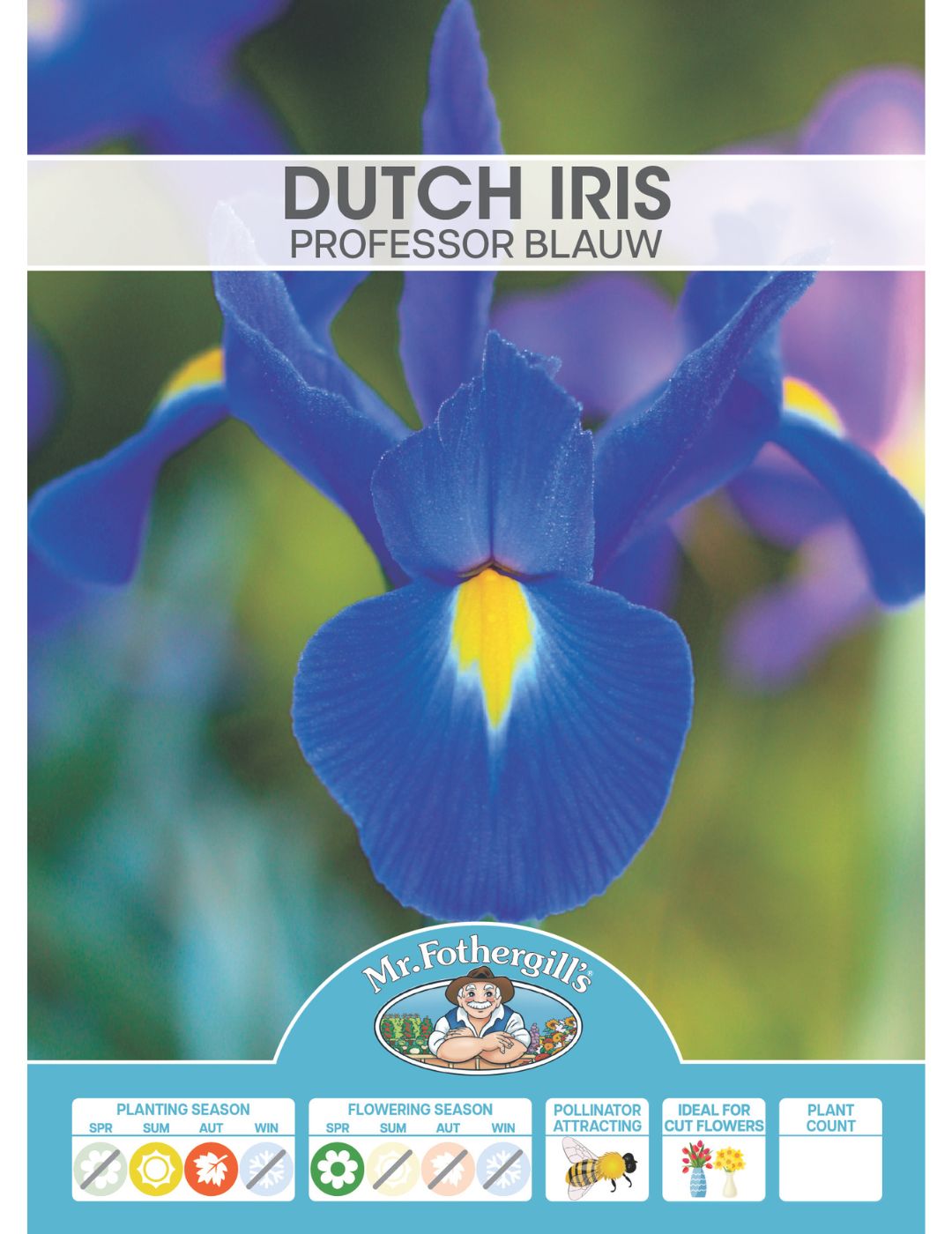 Dutch Iris Professor Blauw Bulbs