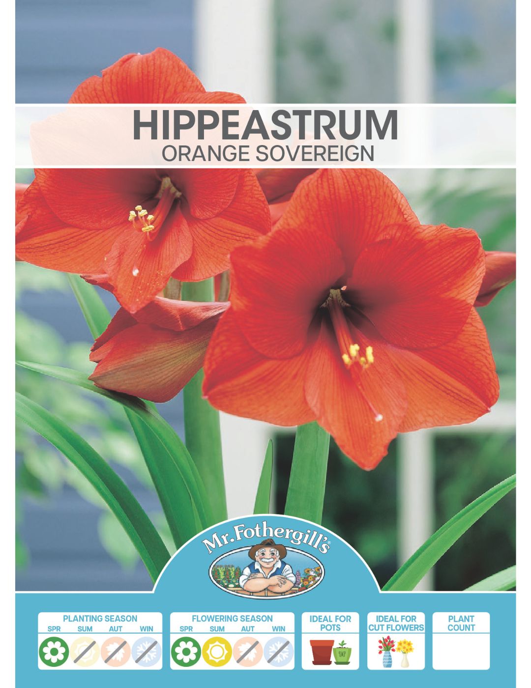 Hippeastrum Orange Sovereign (season:Aug-Sep)