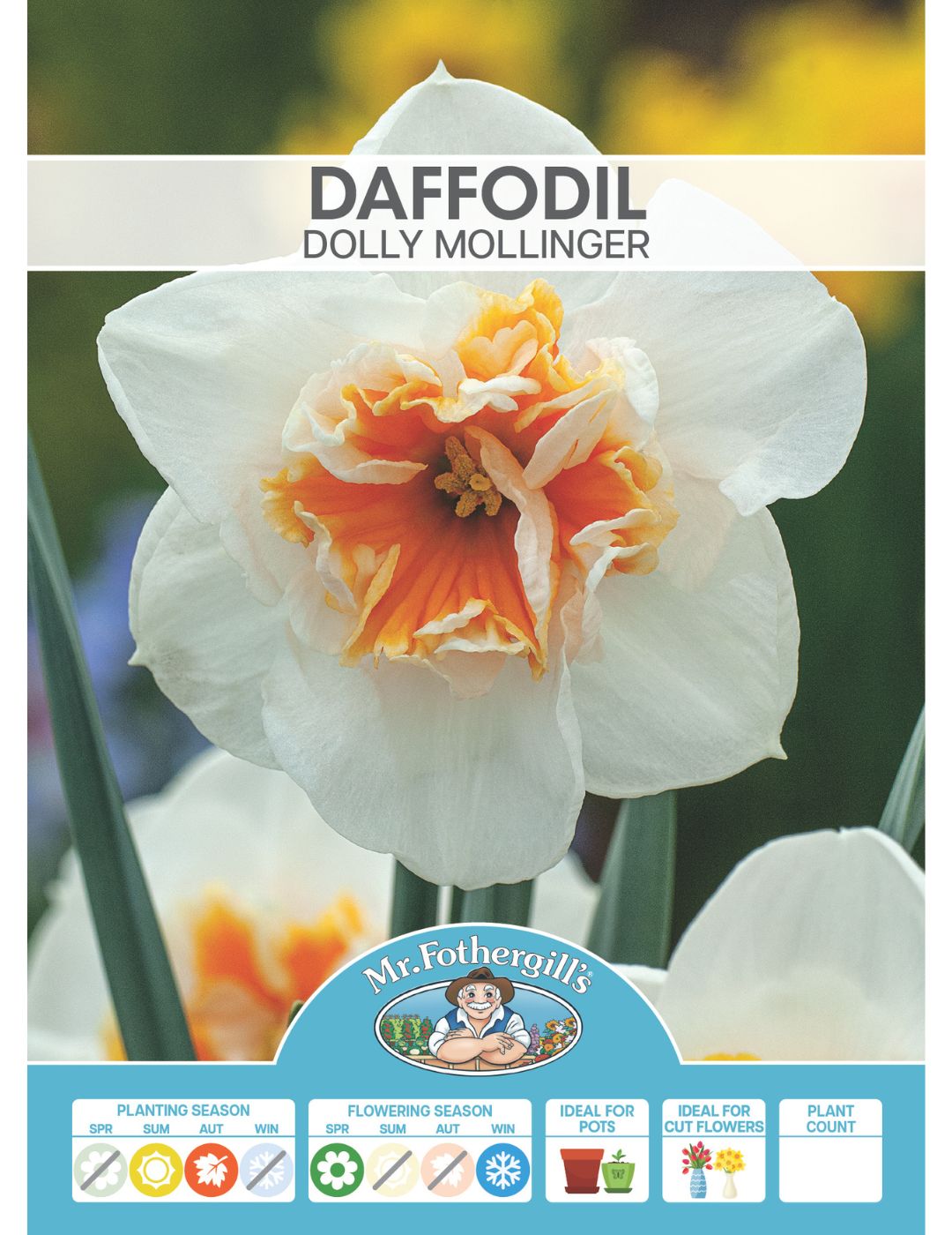 Daffodil Dolly Mollinger