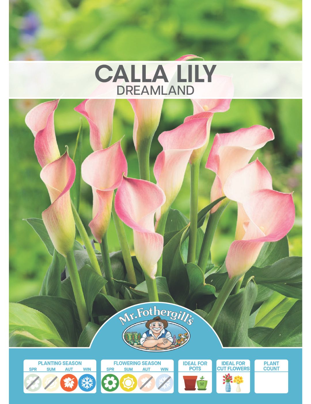 Calla Lily Dreamland (Season: Winter)