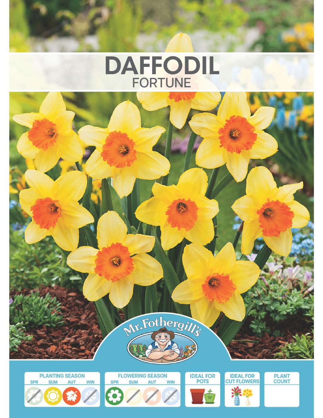 Daffodil Fortune Bulbs