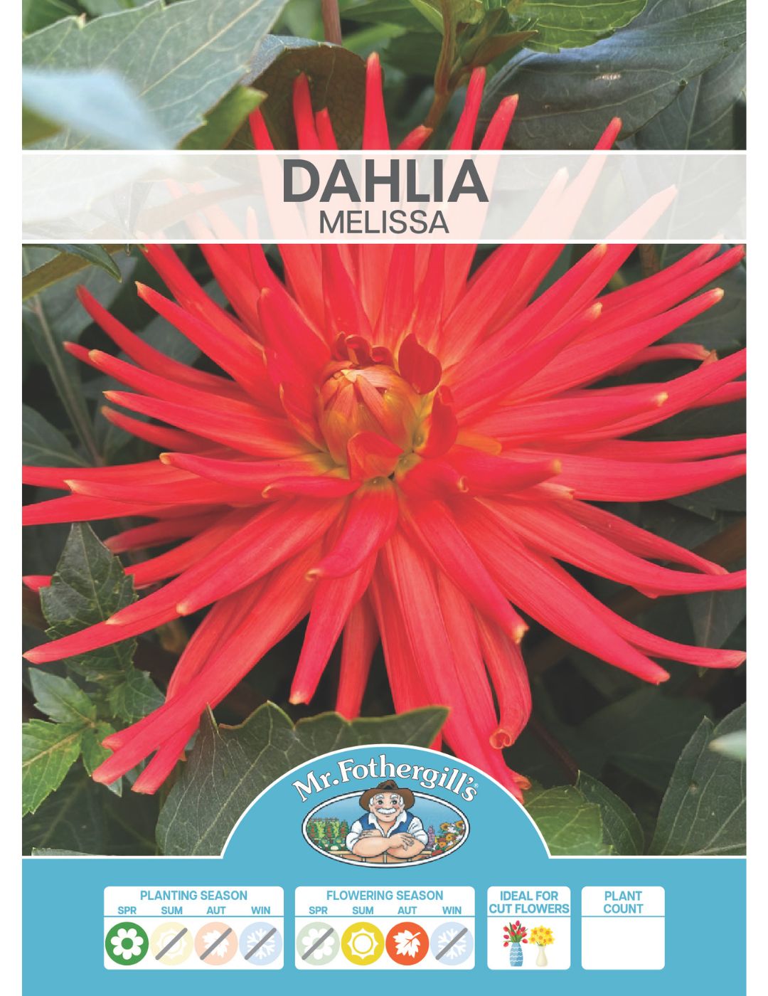 Dahlia Melissa (Season: Aug-Sep)