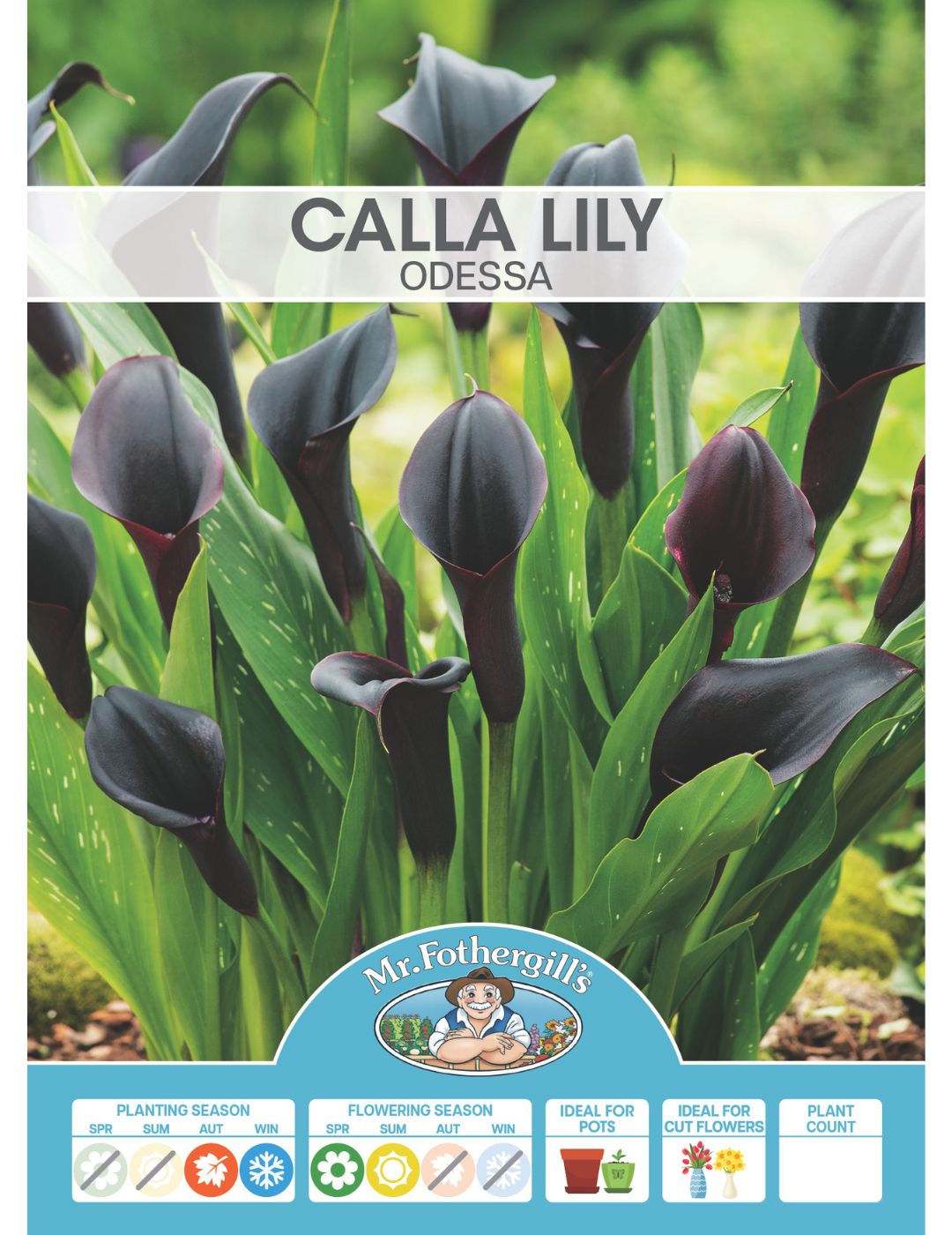 Calla Lily Odessa (Season: Aug-Sep)