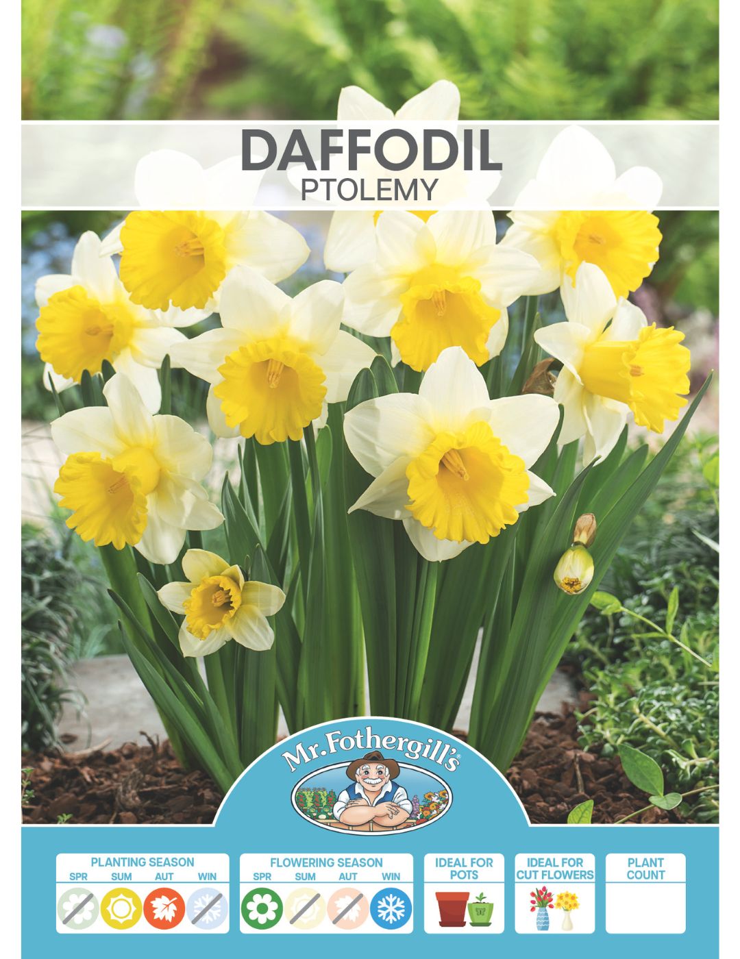 Daffodil Ptolemy