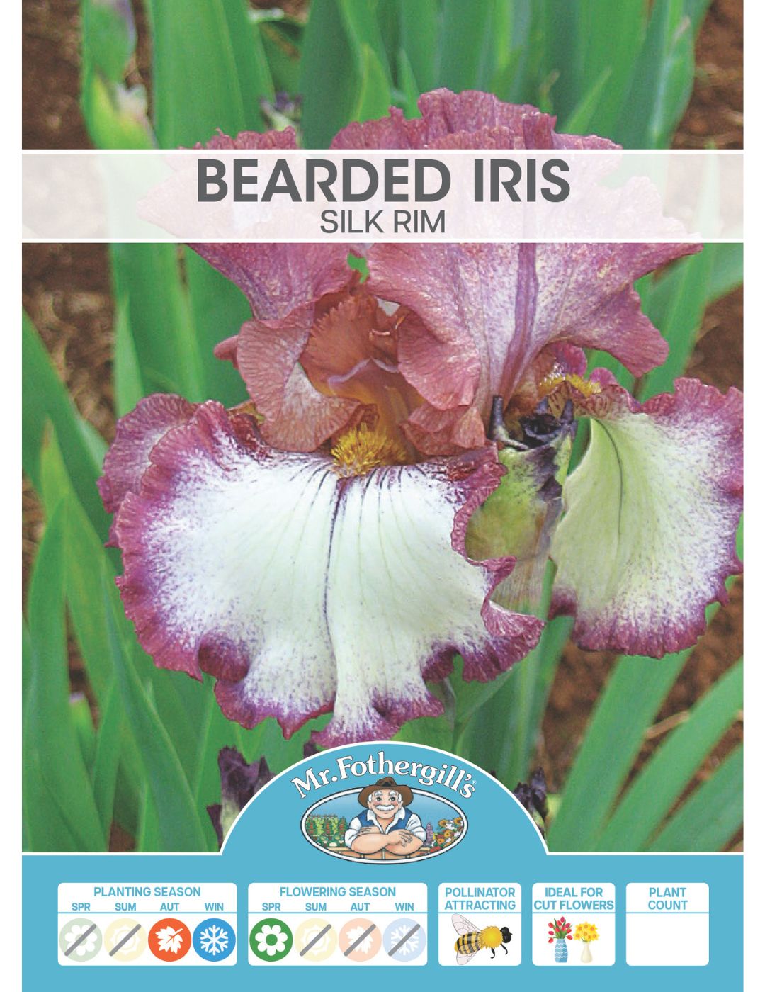 Bearded Iris Silk Rim (Season: Winter)