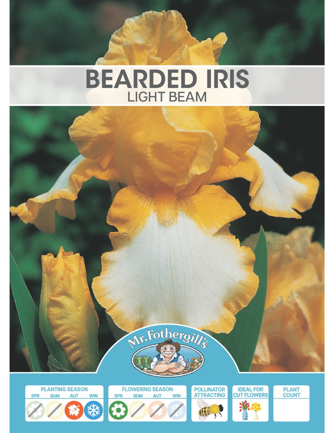 Bearded Iris Light Beam (Season: Winter)