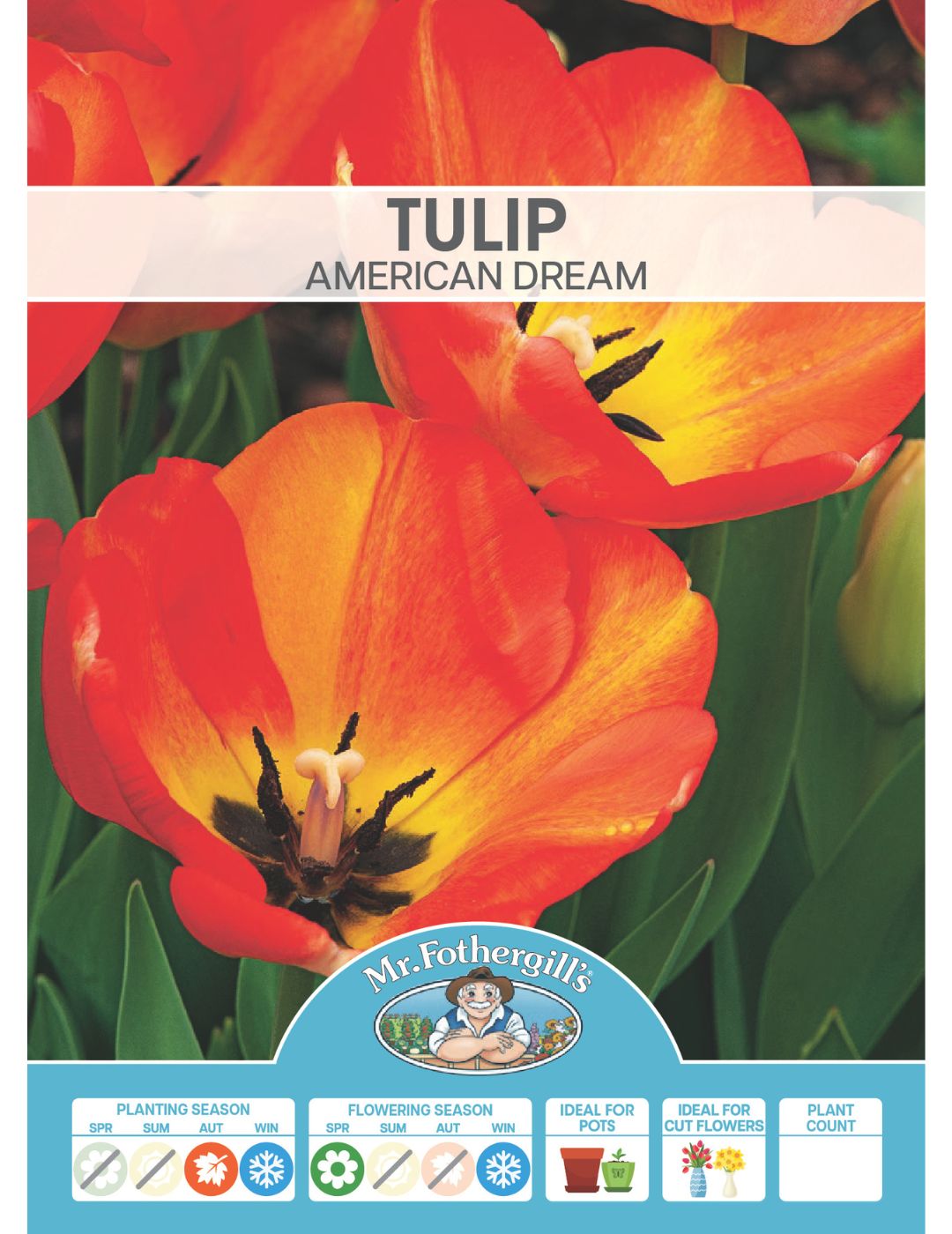 Tulip American Dream