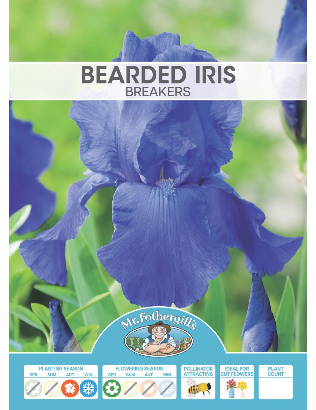 Bearded Iris Breakers (Season: Winter)