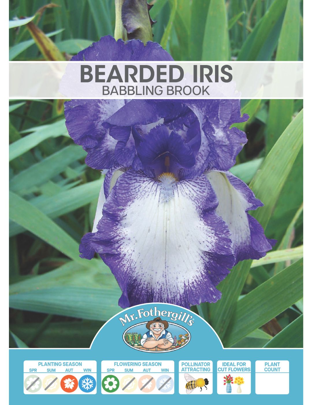 Bearded Iris Babbling Brook (Winter Season)