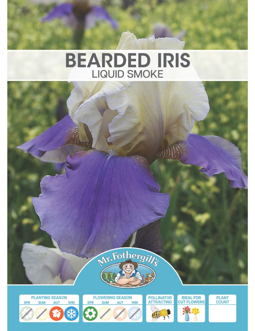 Bearded Iris Liquid Smoke (Season: Winter)