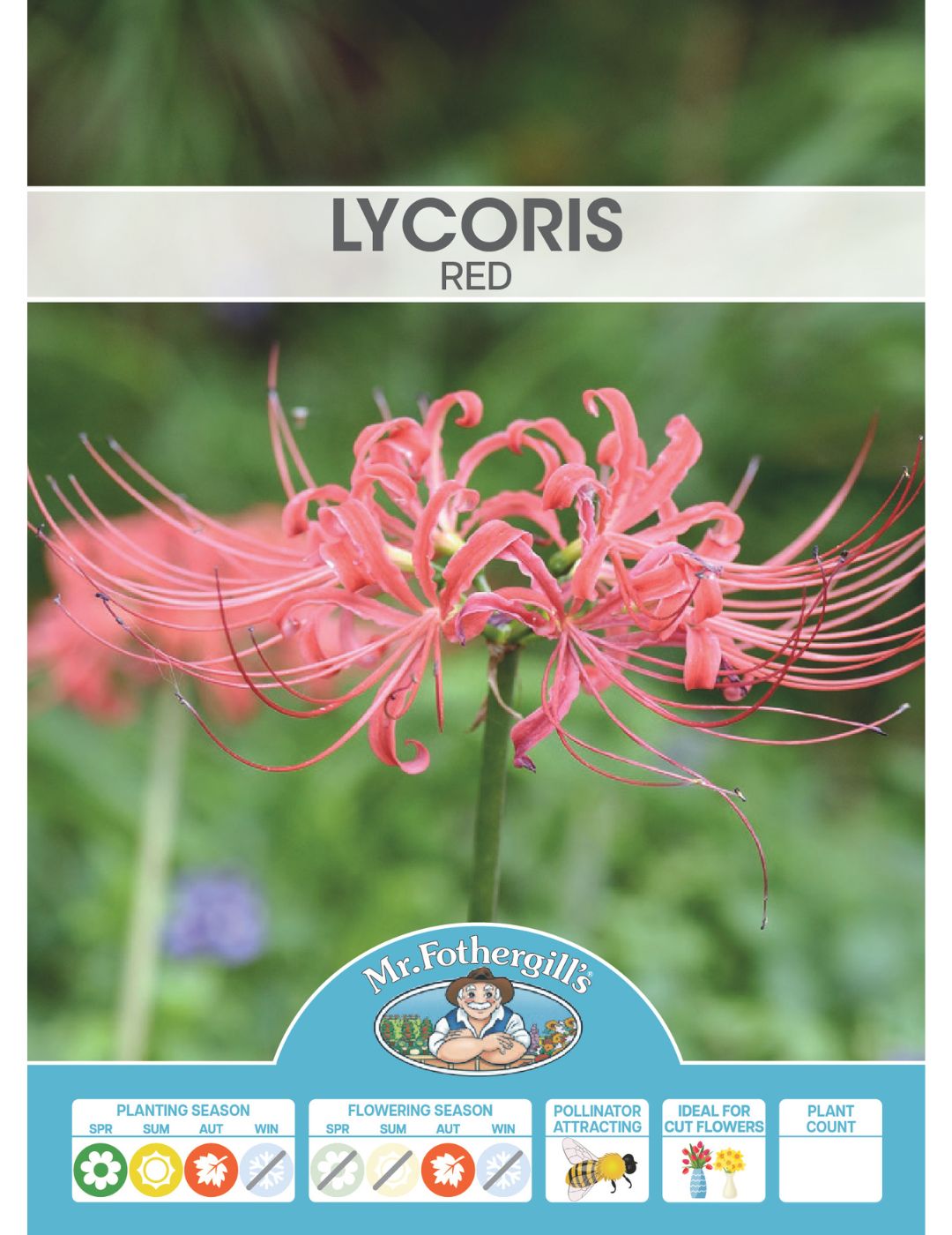 Lycoris Red