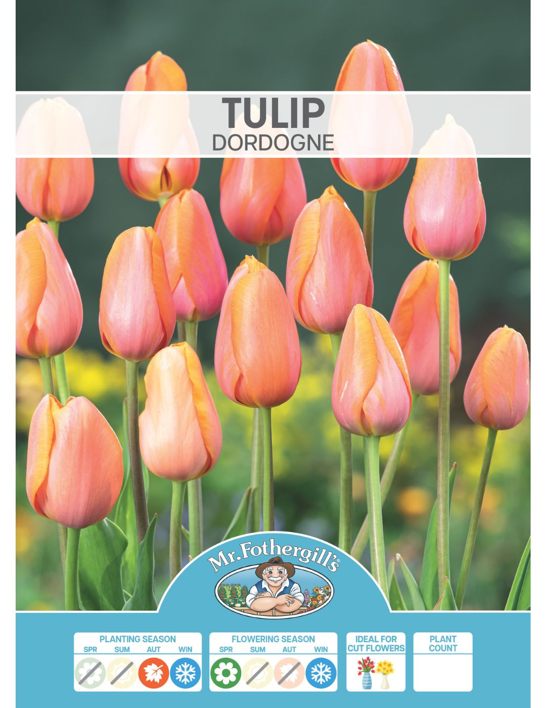 Tulip Dordogne