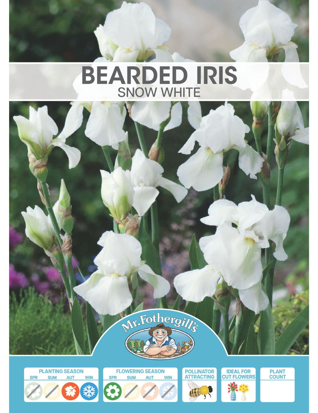 Bearded Iris Snow White (Season: Winter)