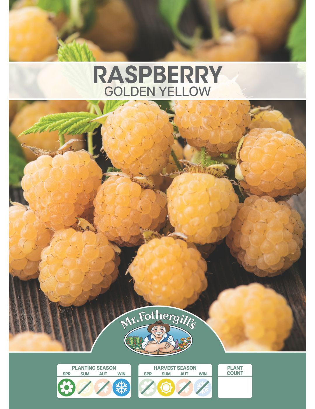 Raspberry Golden Yellow