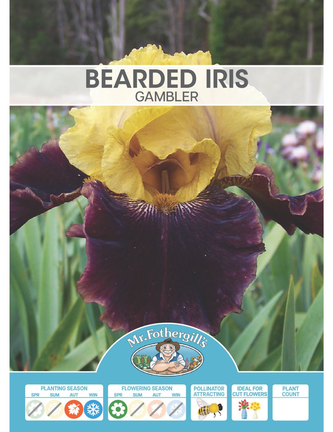 Bearded Iris Gambler Bulb (Season: Winter)