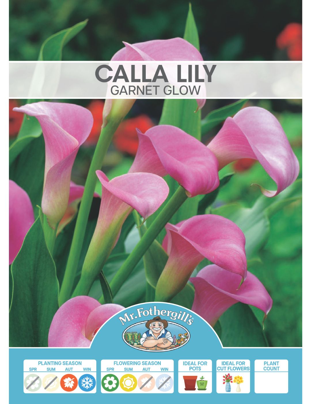 Calla Lily Garnet Glow (Season: Aug-Sep)