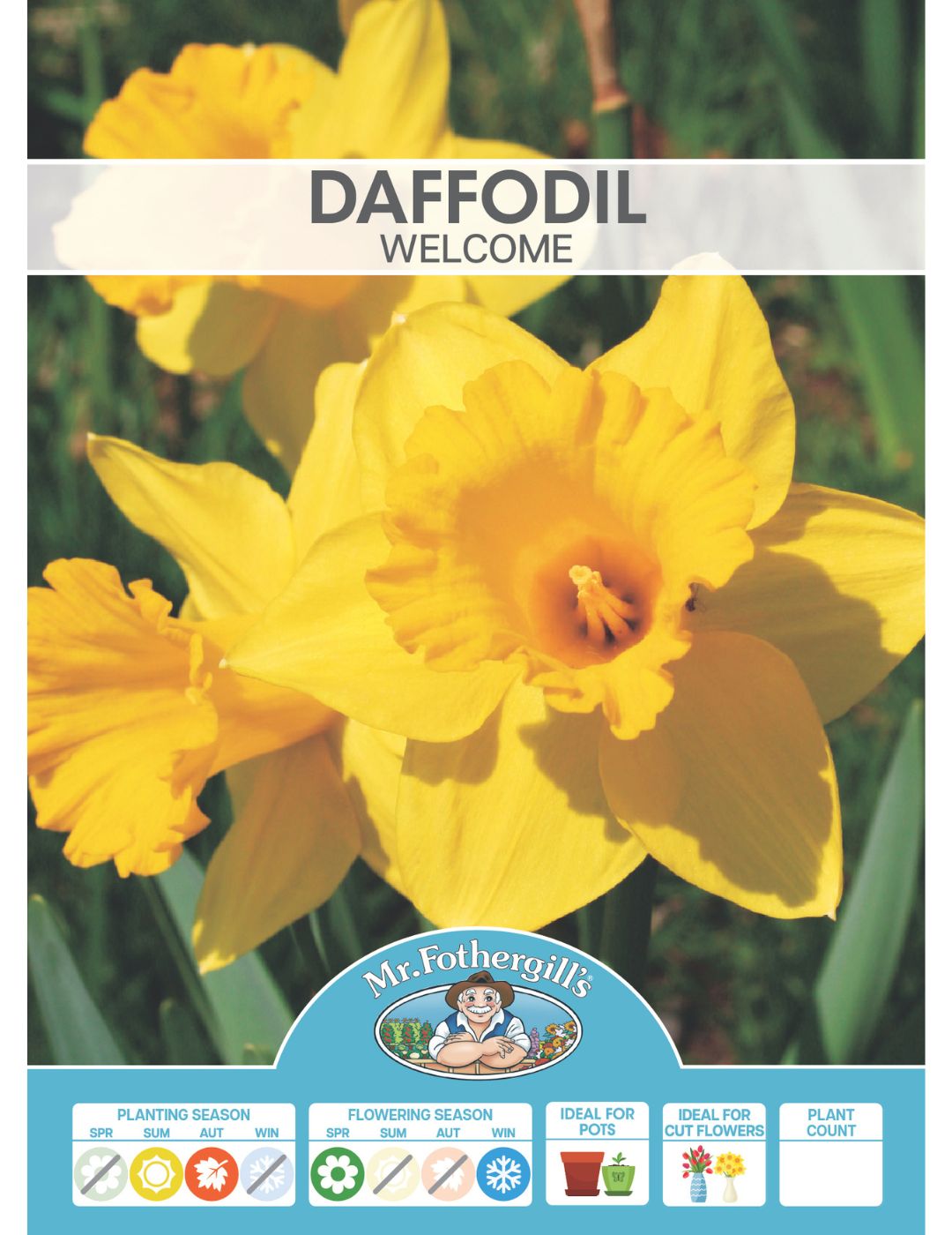 Daffodil Welcome Bulbs