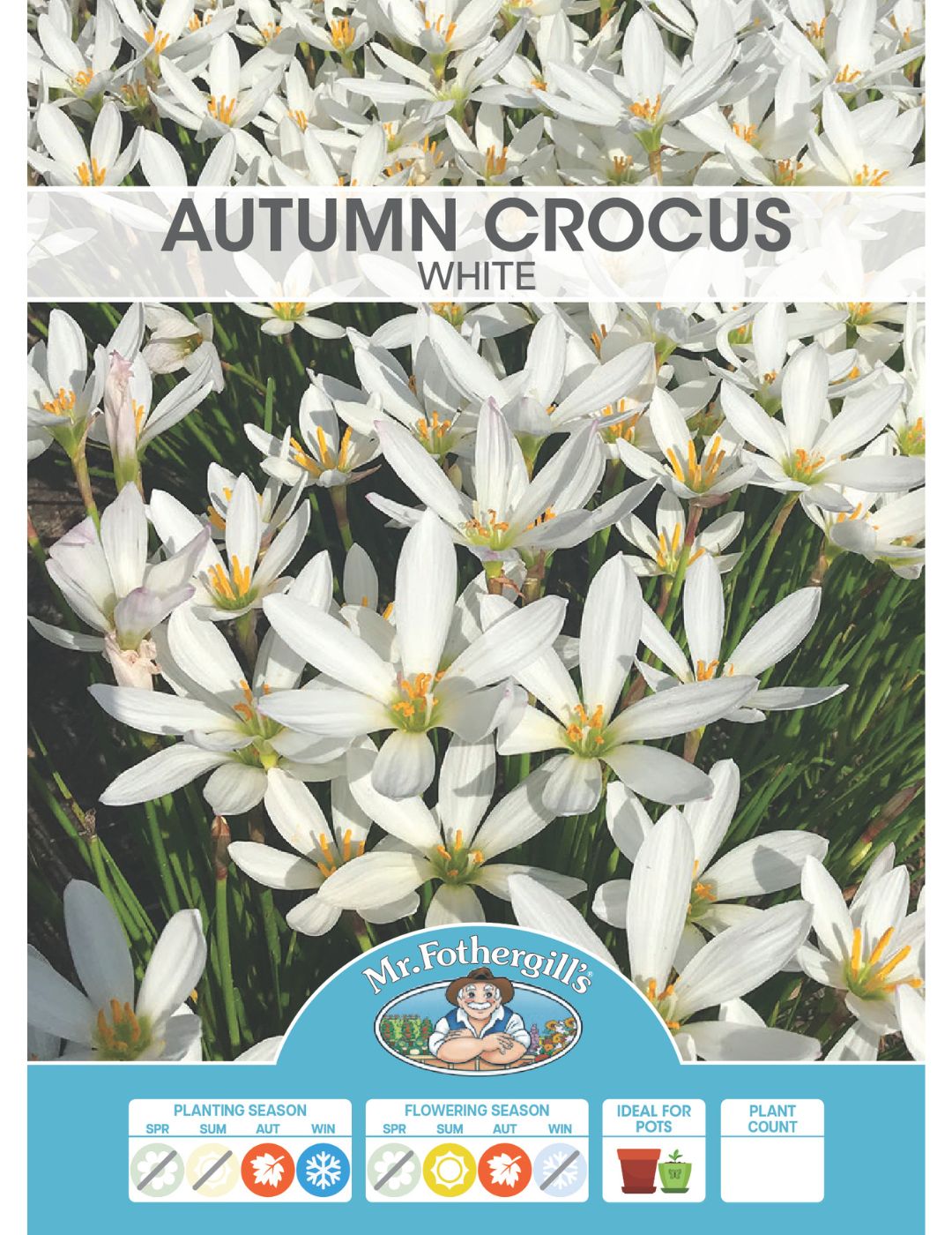 Autumn Crocus White Bulbs