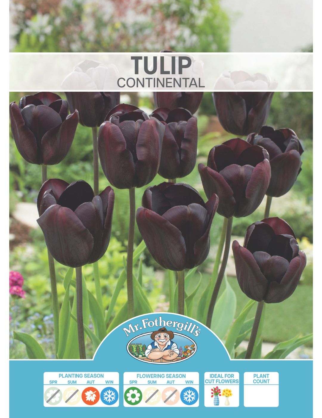 Tulip Continental