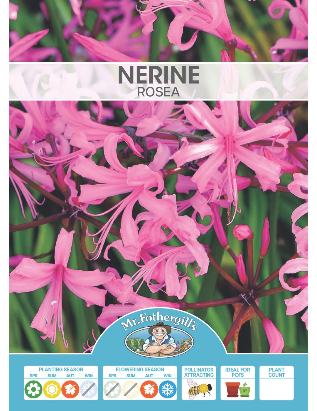 Nerine Rosea Bulbs