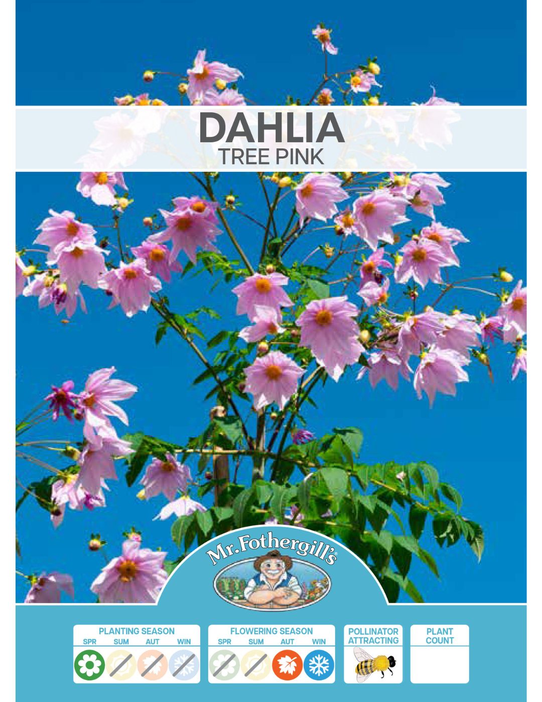 Dahlia Tree Pink (Season: Aug-Sep)