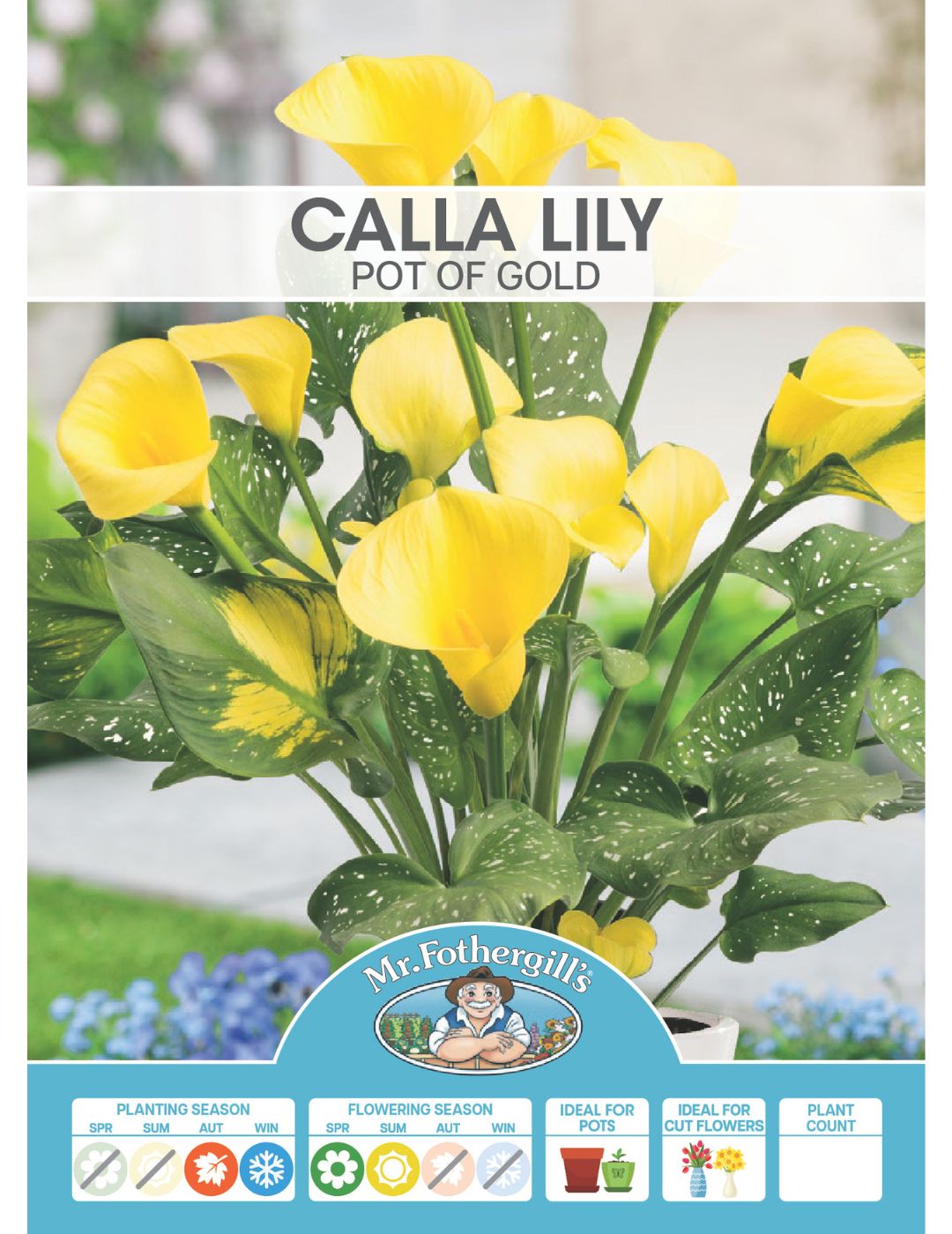 Calla Lily Pot of Gold (Season: Winter)