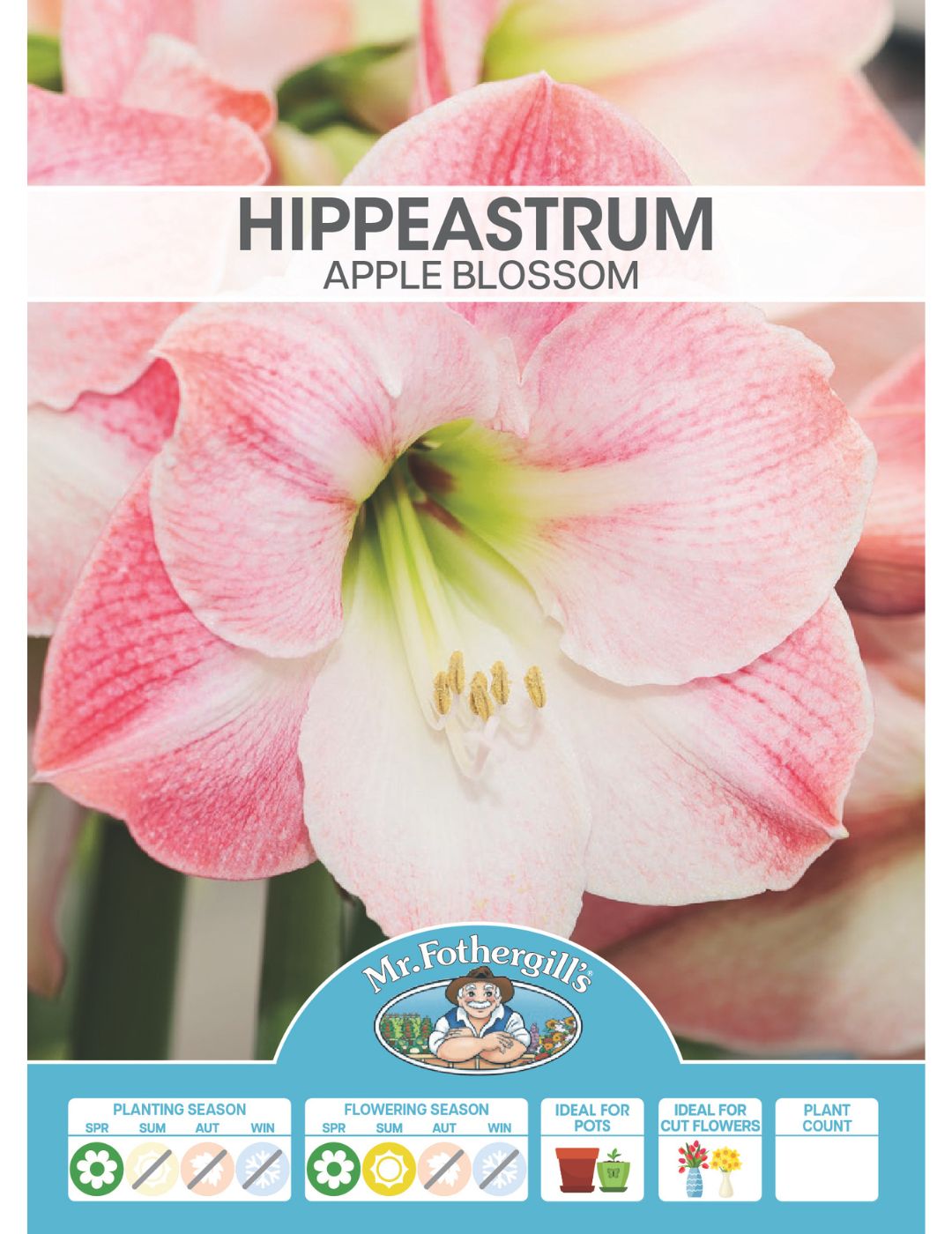 Hippeastrum Apple Blossom (Season: Aug-Sep)