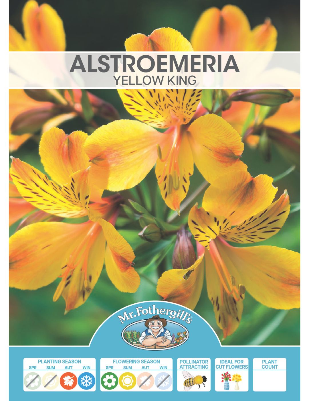 Alstroemeria Yellow King Plant