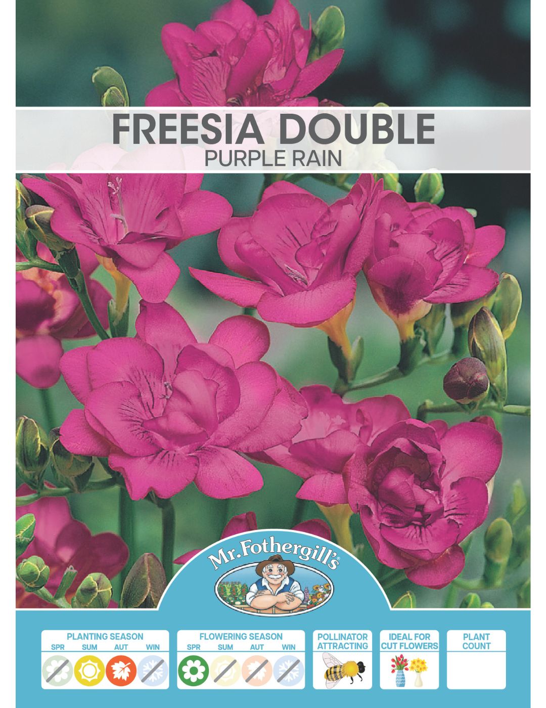 Freesia Double Purple Rain Bulbs